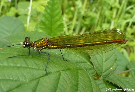 Calopteryx splendens femelle, Caloptéryx éclatant, Libellule blue ou verte métallique, Blue or green dragonflies, Odonates, Zygoptères, Demoiselles, Bouresse, Poitou-Charentes, France (38)