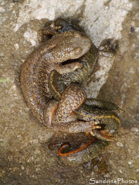 Calotritons des Pyrénées mâle et femelle accouplés, Calotriton asper, Euprocte des Pyrénées, Salamandridae, La Dent d`Orlu, Ariège, juillet 2016