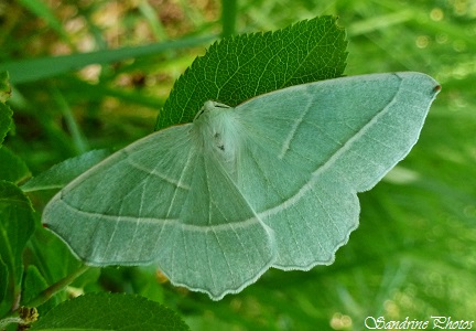 Campaea margaritata, la Phalène Perlée, Le Céladon, Geometridae, Papillon de nuit, Moths and butterflies of France, Vallée de L`Aubineau-Cubord (36)