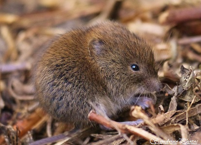 Campagnol des champs, Microtus arvalis, Cricétidés, petit rongeur, Bouresse (8)