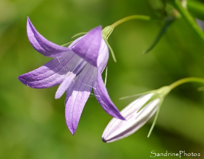 Campanule raiponce, Campanula rapunculus, Fleurs sauvages bleues, le Verger, Refuge LPO, Bouresse(22)