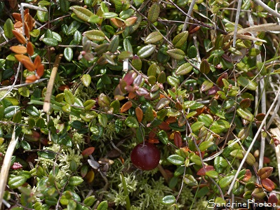 Canneberge, Cranberry, Corrèze, Plateau de Millevaches jour 3, Tourbières du Longeyroux (195)