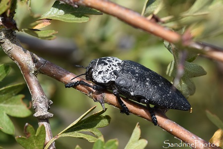 Capnode du pêcher, Capnodis tenebrionis, Taupin, Rougiers de Camarès, au départ de Gissac, Aveyron