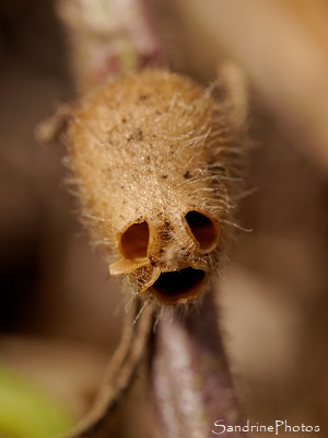 Capsule de Muflier des champs en forme de tête de mort, Fleurs sauvages violettes ou roses, Jardin, Le Verger, Bouresse, Sud-Vienne (5)