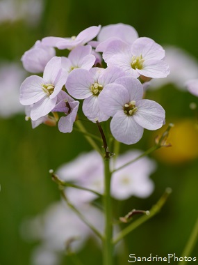 Cardamine des prés, Cardamine pratensis, Crucifères, Fleurs sauvages lilas à blanc, Bouresse,Sud-Vienne, Poitou (1)