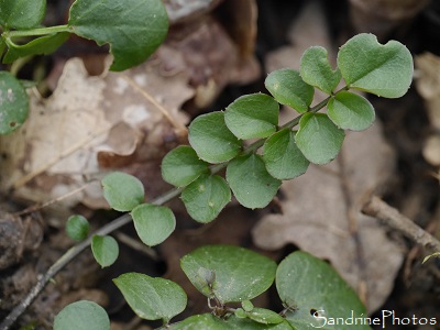 Cardamine hirsute, Cardamine hérissée, feuilles (1)