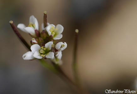 Cardamine hirsute, Cardamine hirsuta, Fleurs sauvages blanches, white wild flowers of Poitou-Charentes, Bouresse (14)