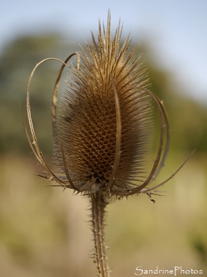 Cardère sauvage, Chardon à foulon, Dipsacus fullonum, Grand Chardon épineux, Fleurs sauvages roses violet, le Verger, Bouresse, Sud-Vienne (5)