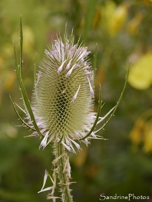 Cardère sauvage, Chardon à foulon, Dipsacus fullonum, Grand Chardon épineux, Fleurs sauvages roses violet, le Verger, Bouresse, Sud-Vienne (6)