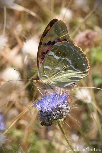 Cardinal, Argynnis pandora, Papillons de jour, Nymphalidae, Sables d`Olonne, Ile d`Olonne, Vendée, 26 juin 2024 (202)