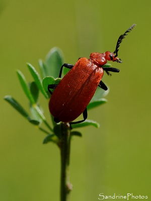 Cardinal à tête rouge, Pyrochroa serraticornis, Pyrochroidae, Grand coléoptère rouge, Jardin, Le Verger, Bouresse, Biodiversité du Sud-Vienne 86 (44)