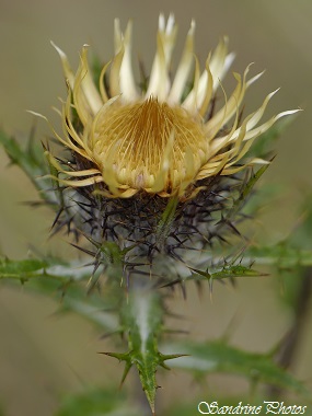 Carline commune, Carlina vulgaris, Chardons, Fleurs sauvages jaunes, Yellow wild flowers, Thistle, Bouresse, Poitou-Charentes, Aot 2014 (15)