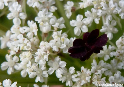 Carotte commune Daucus carota Fleurs sauvages Bouresse Poitou-Charentes Sandrinephotos