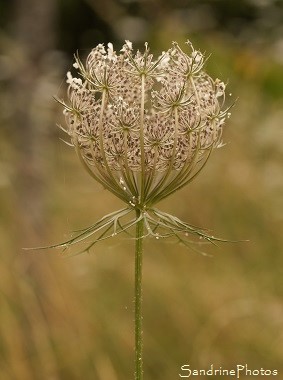 Carotte commune, Daucus carota, Fleurs sauvages blanches, Ombellifères, White wild flowers, Jardin, Le Verger, Bouresse 86, Biodiversité en région Nouvelle Aquitaine 86