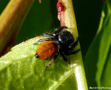 Carrhotus xanthogramma, La Saltique orangé, Araignées et arachnides, Biodiversité, Bouresse, Poitou-Charentes 86