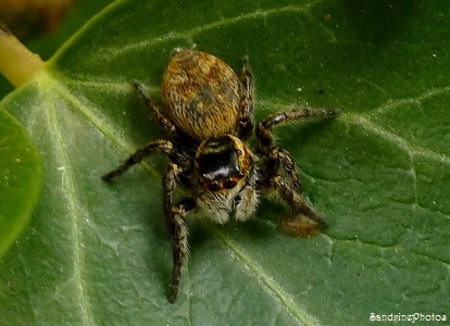 Carrhotus xanthogramma, La Saltique orangé femelle, Araignée et archnides, Biodiversité du Poitou-Charentes, Bouresse 86