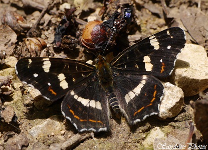 Carte-geographique-2eme-generation-Araschnia-levana-Papillon-de-jour-noir-blanc-et-orange-Black-white-and-orange-butterflies-Poitou-Charentes