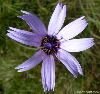 Catanache bleue, Catananche caerulea, Fleurs sauvages mauves, Entrevaux 29 juillet 2013, Alpes de Hautes Provence