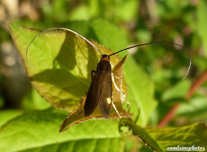  Cauchas rufimitrella famille des adelidae papillon (1)