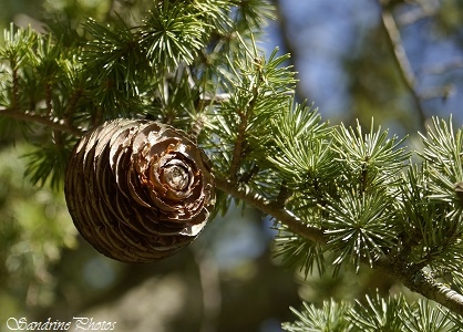 Cèdre, Cedrus atlantica, fruit, cône sur branche, écaille, arbres remarquables du Poitou-Charentes, French beautiful trees, Bouresse (13)