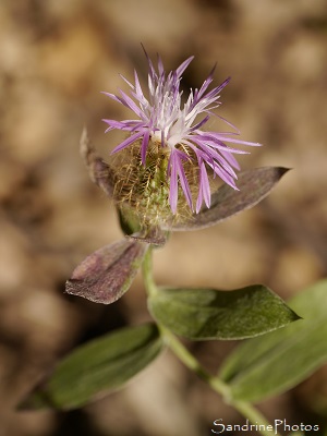 Centaurée à un capitule, Centaurea uniflora, Chemin de la Fleyssière, Joncelet, Gîte des Libellules 34 (20)