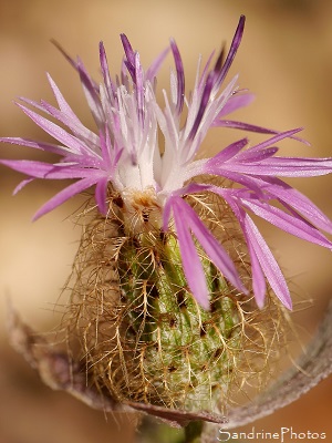 Centaurée à un capitule, Centaurea uniflora, Chemin de la Fleyssière, Joncelet, Gîte des Libellules 34 (21)