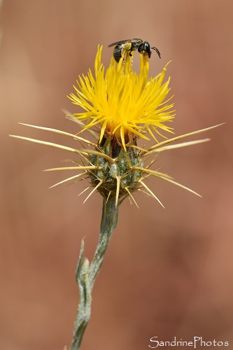 Centaurée du solstice, Centaurea solstitialis, Chardon jaune, Rougiers de Camarès, au départ de Gissac