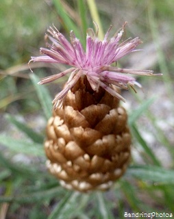 Centaurée pomme de pin, Leuzea conifera, Entrevaux 28 juillet 2013, Alpes de Haute Provence