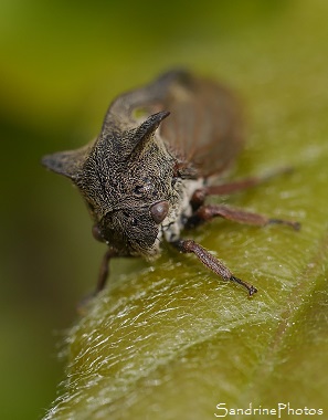 Centrote cornu, Centrotus cornutus, Le Demi-diable, Insectes sur ronces, Jardin, Le Verger, Bouresse