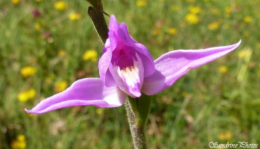 Céphalanthère rouge, Cephalantera rubra, Orchidées sauvages, French wild flowers, Red Wild orchids of France, Côteaux de Beau Peu Civaux, Poitou-Charentes (2)