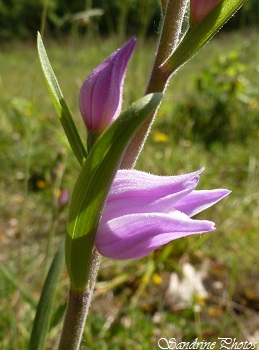 Céphalanthère rouge, Cephalantera rubra, Orchidées sauvages, French wild flowers, Red Wild orchids of France, Côteaux de Beau Peu Civaux, Poitou-Charentes (4)