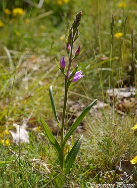 Céphalanthère rouge, Cephalantera rubra, Orchidées sauvages, French wild flowers, Red Wild orchids of France, Côteaux de Beau Peu Civaux, Poitou-Charentes (5)