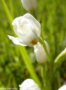 Céphalanthères blanches, Cephalanthera longifolia, orchidées sauvages, Wild orchids, Bouresse, Poitou-Charentes, 03 juin 2013 (1)