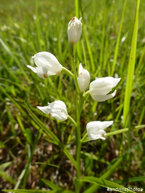 Céphalanthères blanches, Cephalanthera longifolia, orchidées sauvages, Wild orchids, Bouresse, Poitou-Charentes, 03 juin 2013 (3)