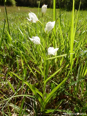 Céphalanthères blanches, Cephalanthera longifolia, orchidées sauvages, Wild orchids,  Bouresse, Poitou-Charentes 86, 03 juin 2013 (2)