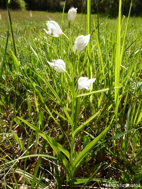 Céphalanthères blanches, Cephalanthera longifolia, orchidées sauvages, Wild orchids,  Bouresse, Poitou-Charentes 86, 03 juin 2013 (2)