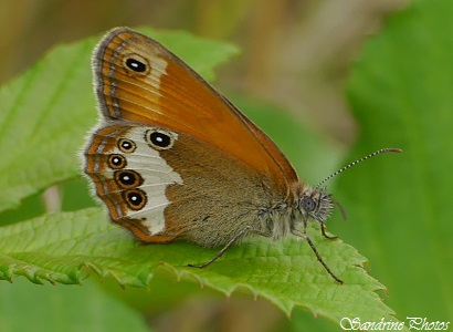 Céphale, Coenonympha arcania, Papillon de jour, Moths and Butterflies of France, 4 juillet 2014, Verrières, Poitou-Charentes (2)