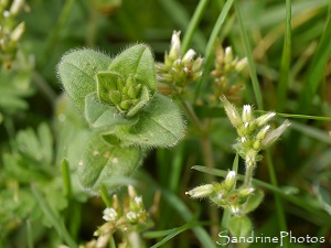 Céraiste à fleurs agglomérées - Cerastium glomeratum, Fleurs sauvages blanches, La Planchette, Queaux (52)