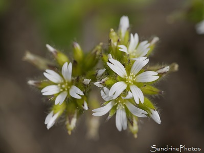 Céraiste à fleurs agglomérées, Cerastium glomeratum, Fleurs sauvages blanches, White wild flowers, Jardin Le Verger Bouresse (22)