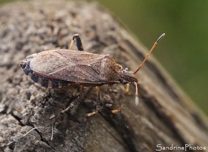 Ceraleptus gracilicornis, Coreidae, Insectes, Punaise du Jardin, Bouresse 86, Vienne, Biodiversité en Région Nouvelle-Aquitaine (1)