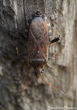 Ceraleptus gracilicornis, Coreidae, Punaise de Jardin, Bouresse 86, Vienne, Région Nouvelle-Aquitaine (2)