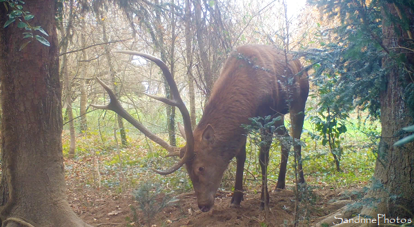 Cerf élaphe au Refuge de la Planchette, Queaux, Sud Vienne, SandrinePhotos Esprit Nature (2)