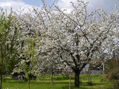 Cerisier en fleurs et tas de bois, Jardin, Refuge LPO le Verger, Bouresse