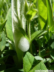 Philène spumeuse, Cercope des prés, Philaenus spumarius, Larves, Crachat de coucou, bave, salive, Insectes du Poitou-Charentes Bouresse (2)