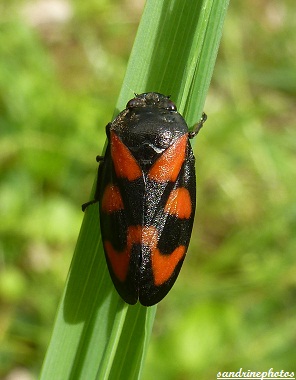 cercopis vulnerata Cercope sanguin rouge et noir Homoptère Insectes du Poitou-Charentes Bouresse (1)