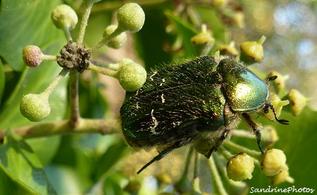 Cétoine dorée ou Hanneton des roses, Cetonia aurata-Coléoptères-Scarabaeidae, Cetoniinae, Insectes, Bouresse, Poitou-Charentes (1)