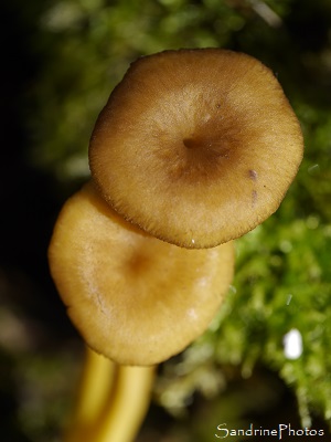 Chanterelle en tube, Cantharellus tubaeformis, champignon comestible sous épineux, Forêt de Mareuil, Chauvigny 86 (1)