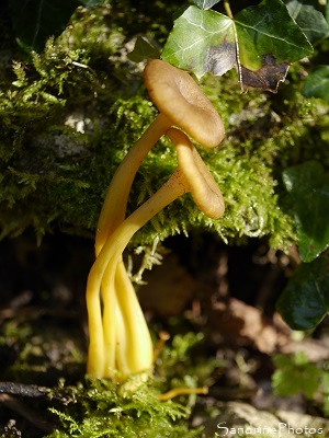 Chanterelle en tube, Cantharellus tubaeformis, champignon comestible sous épineux, Forêt de Mareuil, Chauvigny 86 (2)