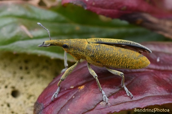 Charançon de la mauve, Lixus pulverulentus, Cucurlionidae, Le Verger, Bouresse (43).jpg