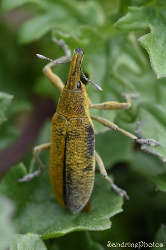 Charançon de la mauve, Lixus pulverulentus, Cucurlionidae, Le Verger, Bouresse (44).jpg